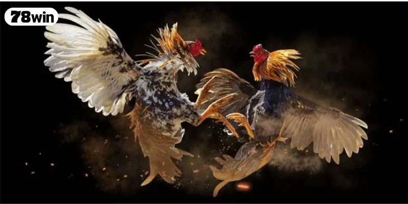 Điểm qua các loại hình cá cược có tại sảnh đá gà 78WIN