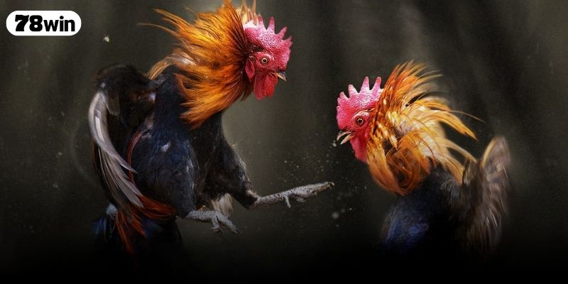 Xem Ngày Đá Gà – Lựa Đúng Thời Điểm Tăng Tỷ Lệ Thắng Lớn